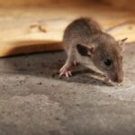 家に出るネズミの種類は3種類！特徴から対策を立てよう