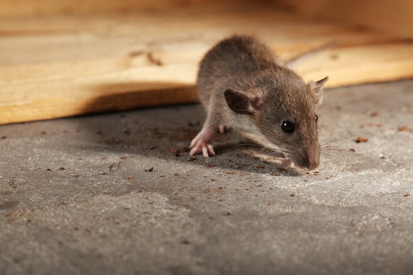 家に出るネズミの種類は3種類！特徴から対策を立てよう
