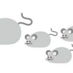 ネズミは自然にいなくなる？ならない？放置の危険と対策法