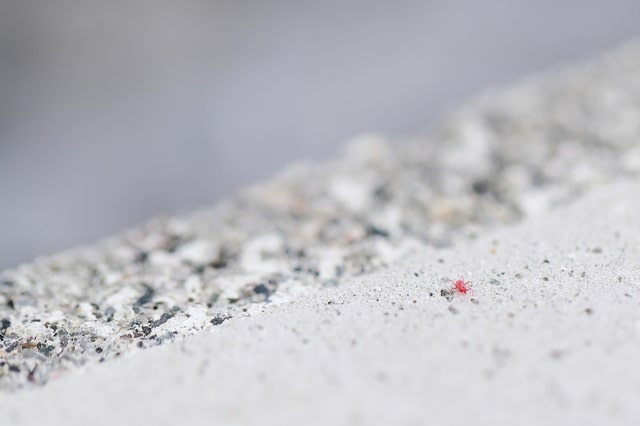 家の中に出る小さい赤い虫の正体はタカラダニ 駆除方法などをご紹介 東京 神奈川 埼玉の害虫駆除や鳥獣対策は808シティ