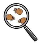 茶色い小さい虫の正体とは？駆除や発生予防の方法を解説！