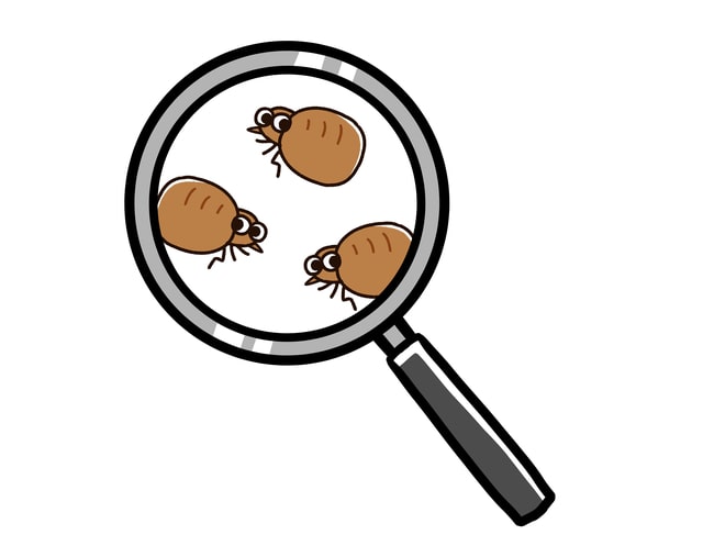 茶色い小さい虫の正体とは？駆除や発生予防の方法を解説！
